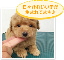 日々かわいい子が生まれてます♪