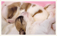 qphoto